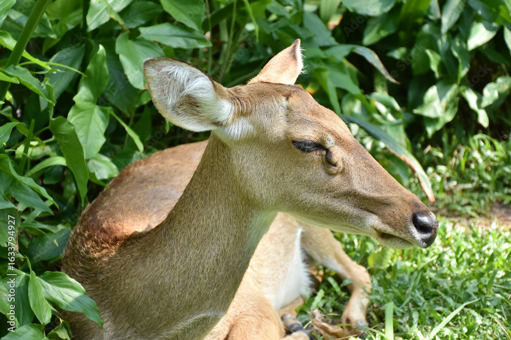 Fototapeta premium deer in the forest