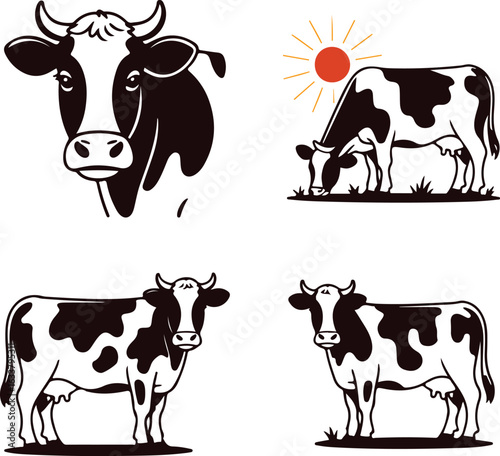 Holstein cows grazing under sun and standing black white