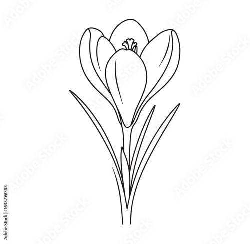 Black and white outline illustration of a delicate blooming crocus flower plant
