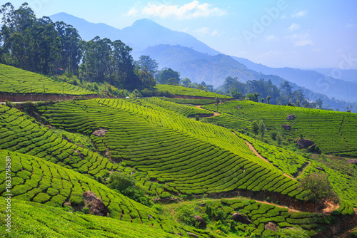 Beautiful Tea Plantation in Munnar, Kerala