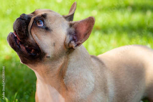 Fotografie A beautiful French bulldog plays with toys on the green grass in a cozy country yard, causing a charming expression on his face with his big, soulful eyes