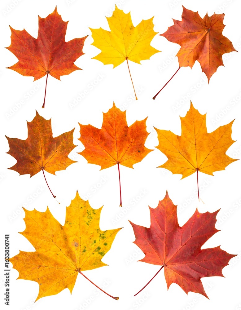 Fototapeta premium Nine autumn maple leaves, various colors & orientations, isolated on white
