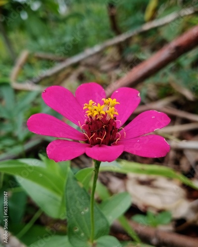 Close-up of a magenta zinnia flower in natural setting