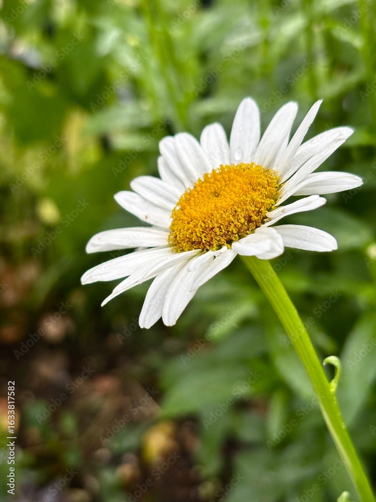 Fototapeta premium daisy in the garden