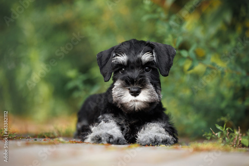 Fotografi cute miniature schnauzer puppy lying outdoors in the park