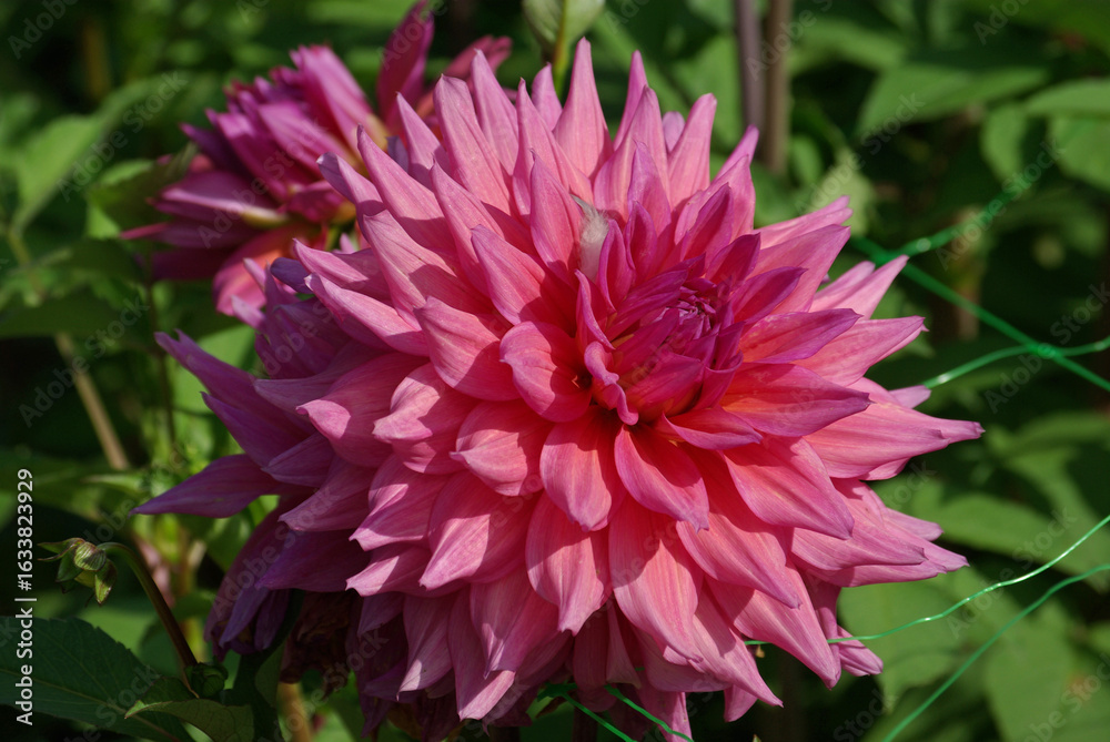 Fototapeta premium Dahlia rose au jardin en été
