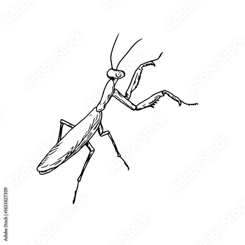 Insect mantis, black and white sketch. Vector illustration. A drawing of an insect beetle, isolated on a white background. For illustrations about insects.