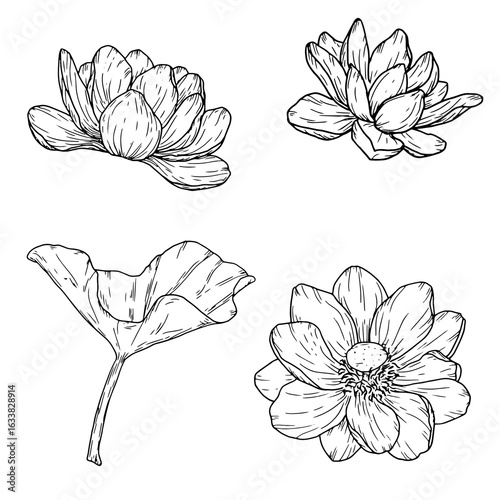 A lotus flower and raisin buds, a set of floral silhouettes, a black and white sketch. Water lilies and leaves, isolated on a white background. For postcards, invitations and packaging printing