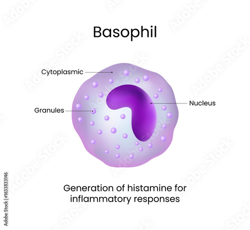 Basophil Cell Generation of Histamine for Inflammatory Responses
