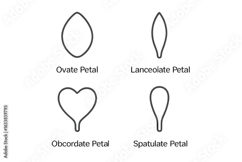 Botanical petals set. Outline vector icons of ovate, lanceolate, obcordate, spatulate petal shapes. Floral morphology symbols. Simple floral element design for botany, garden, biology, nature