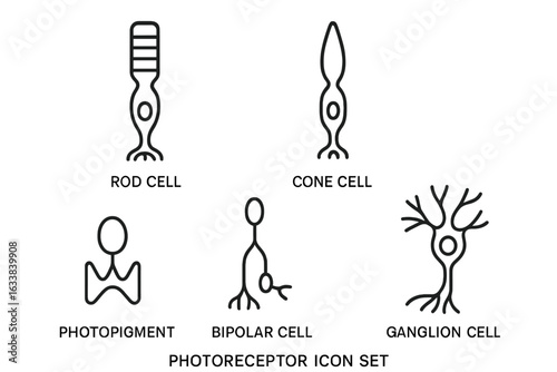 Photoreceptor Cells Vector Icon Set. Retina Rod Cells, Cone Cells, Ganglion, Bipolar, Photopigment Shapes. Outline Synapse Nerve Cell Illustration. Neuroscience Retina Anatomy Medical Diagram