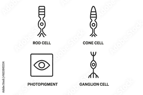 Photoreceptor cell vector set. Retina outline icons including rod cell, cone cell, photopigment structure, ganglion neuron. Synapse retina biology illustration. Visual system, eye anatomy concept.
