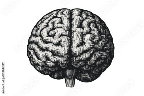 Vintage Engraved Human Brain Illustration. Monochrome Vector Drawing. Neuroscience, Anatomy, Biology, Psychology Concept. Medical Education, Mental Health, Science, Mind Symbol, Transparent Background