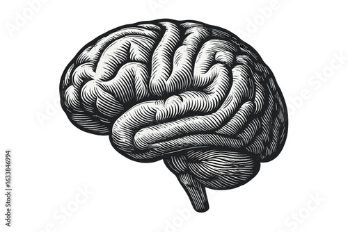 Human brain engraving illustration. Monochrome vintage vector drawing of human brain. Hand-drawn anatomy, neuroscience, cognition, psychology, mental health, thinking, education concept.