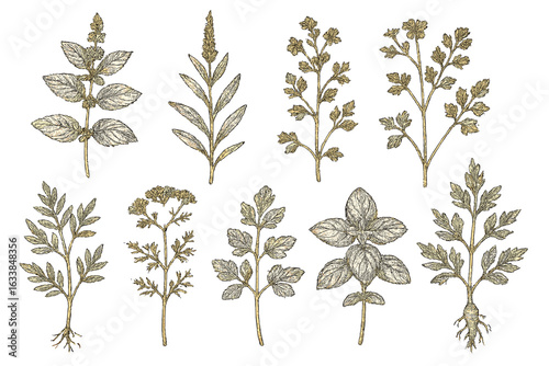 Vintage botanical herbs sketch collection, detailed hand-drawn culinary and medicinal plants, antique engraved illustrations, aromatic kitchen herbs assortment, herbal medicine vector set