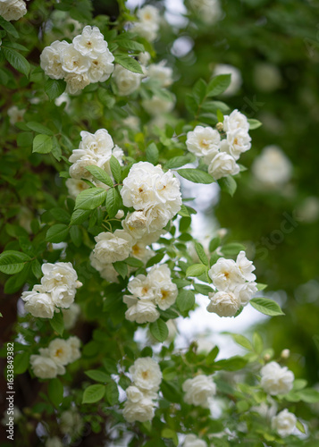 White roses in the garden in spring