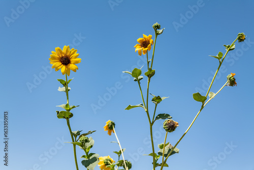 The Coalinga Oil Field is a large oil field in western Fresno County, California. Diablo Range. The common sunflower (Helianthus annuus) is large annual forb of the daisy family Asteraceae.