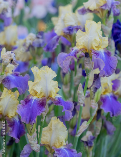 Irises in the garden, colorful flowers in spring