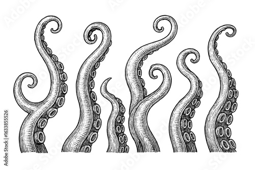 Vintage engraving octopus tentacles. Hand drawn marine animal illustration. Curled cephalopod arms with suckers. Underwater sea life. Nautical tattoo, ocean nature, underwater wildlife concept