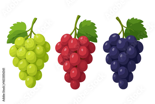 Colorful grape bunches vector illustration. Fresh green, red, and purple grapes with leaves isolated on white background. Winery, fruit harvest, wine making, healthy diet, organic produce concept.