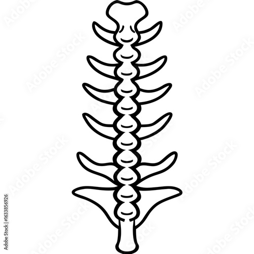 x ray of spine