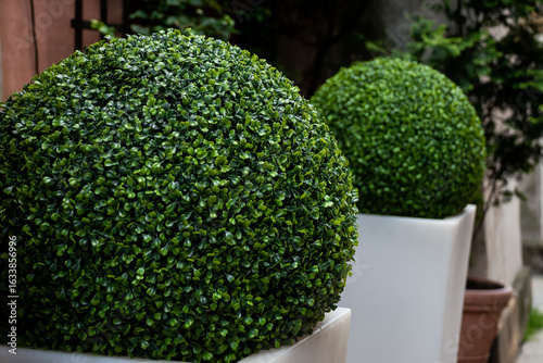Photos Decorative green topiary balls in modern white pots for elegant garden design