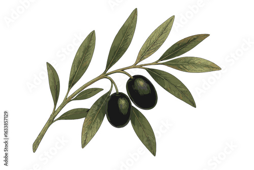 Realistic black olive branch illustration, botanical vector art, Mediterranean plant, ripe olives and green leaves, isolated on white background, nature ingredient, food clipart design