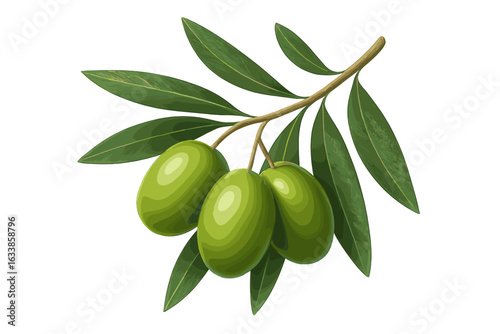 Realistic green olive branch with leaves, healthy Mediterranean fruit, natural organic food, botanical vector illustration, isolated on white, agricultural plant, nutrition concept
