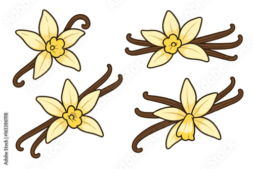 Vanilla flower and pod illustration. Hand-drawn vanilla orchid blossom with beans. Botanical aromatic spice plant clipart. Natural culinary bouquet on white. Exotic dessert ingredient vector art
