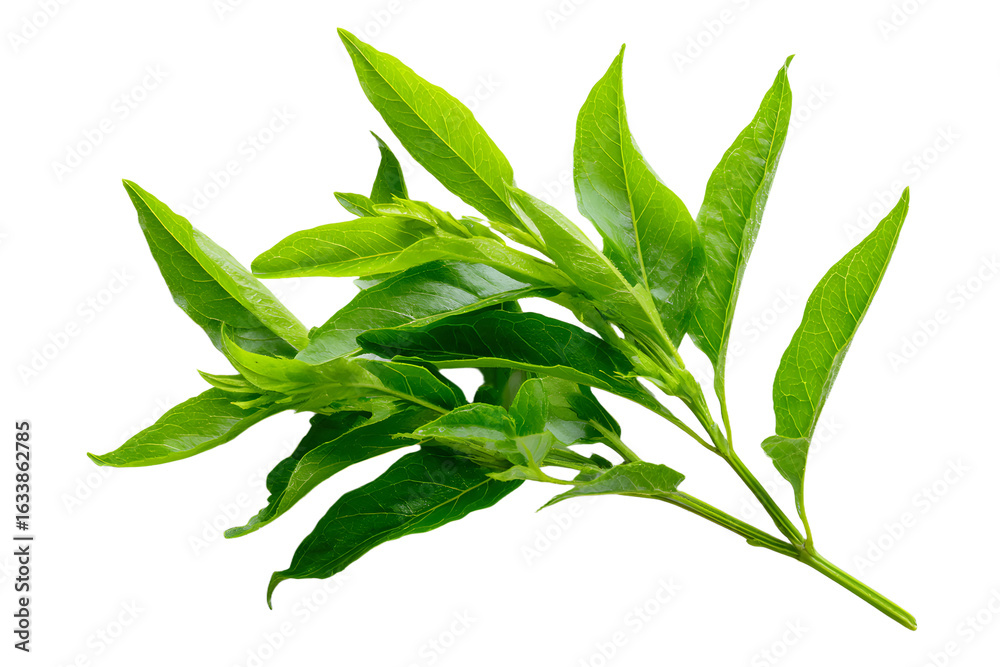 Fototapeta premium Natural Thai herbal remedy made from organic Kariyat leaves, scientifically identified as Andrographis paniculata Wall ex Ness, belonging to the Acanthaceae family.