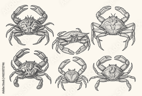 Vintage hand-drawn illustration of various crabs and hermit crabs, detailed in engraving style with naturalist precision.