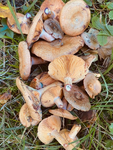 mushrooms in the forest