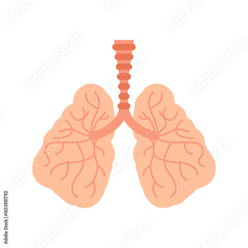 healthy human lungs with detailed bronchi. Educational medical image suitable for health, biology, and respiratory system topics.