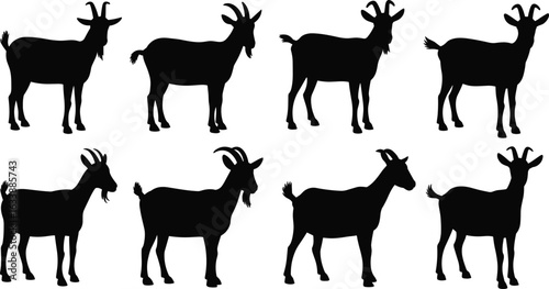 Goat silhouette illustration, farm animal vector, black and white livestock graphic, standing goat pose, isolated design, horns, tail, Adobe Stock