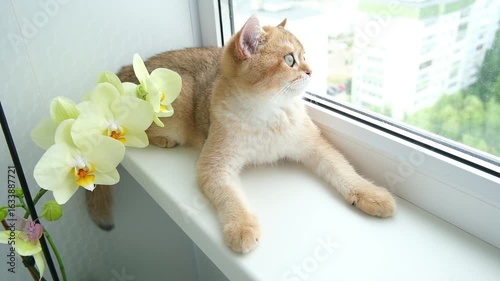 A British golden chinchilla cat lies in orchids and looks at the camera on a sunny day.
