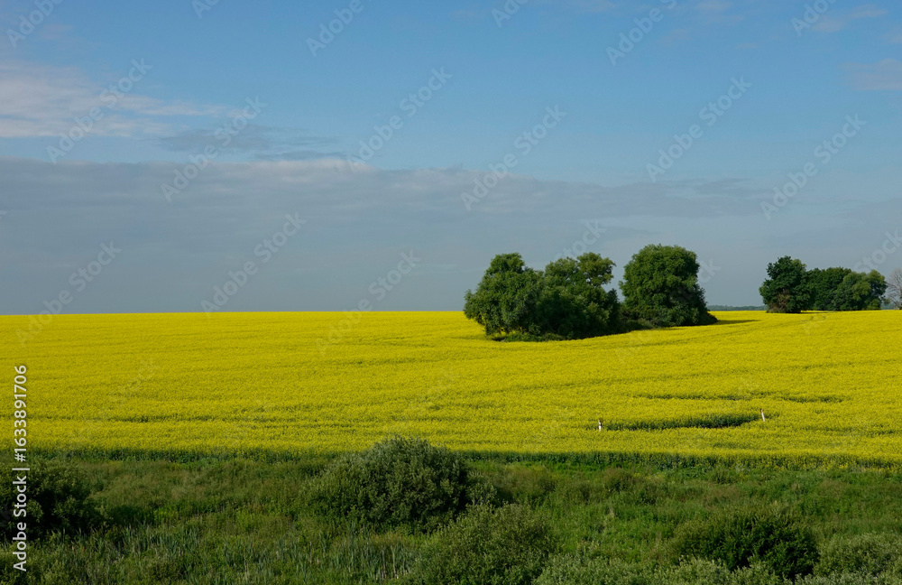 Fototapeta premium green field and blue sky
