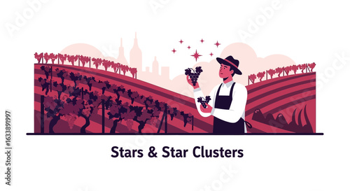 Harvesting Grapes At Vineyard During Sunset With Skyline View Background