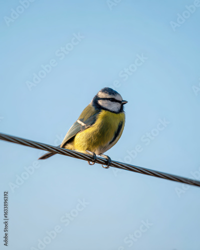 Blaumeise auf Draht vor Himmel goldener