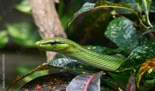 A green snake hidden in the vegetation