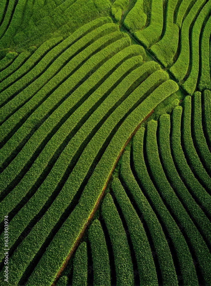 Lush green terraced rice paddies Lush green terraced rice paddies