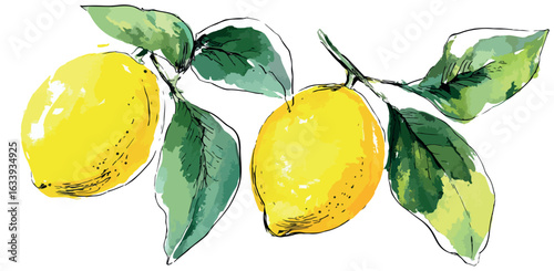 Watercolor Lemon & Lime Sketches