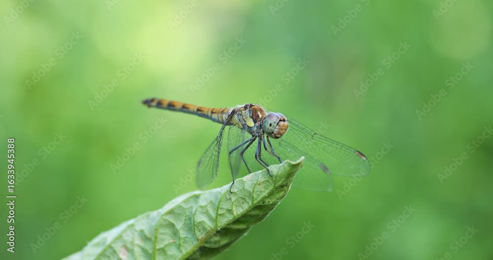 Dragonfly perched on a green leaf macro close up shot. Real time, no people, green nature background Dragonfly perched on a green leaf macro close up shot. Real time, no people, green nature background