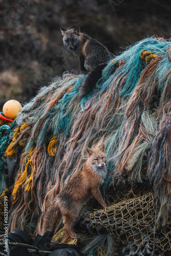View of a vibrant tableau of old fishing nets, where a cunning red fox and a watchful gray fox perch amidst the tangled ropes and buoys, Unalaska, Alaska, United States.