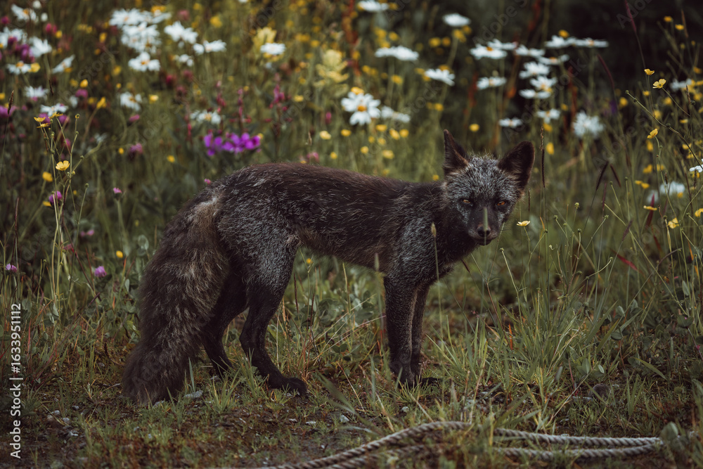 View of a dark fox standing alert amidst a vibrant meadow of wildflowers, its fur contrasting with the bright blooms, a wild encounter captured in Unalaska, Alaska, United States. View of a dark fox standing alert amidst a vibrant meadow of wildflowers, its fur contrasting with the bright blooms, a wild encounter captured in Unalaska, Alaska, United States.