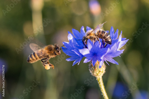 Centaurea cyanus, Apis mellifera, two bee pollinates a blue cornflower flower