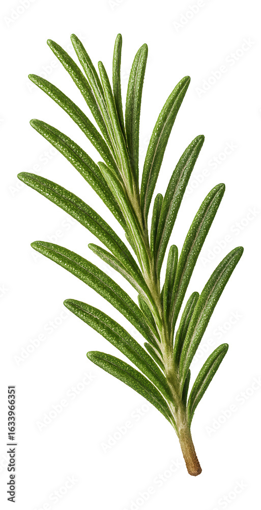 Fototapeta premium Fresh green rosemary sprig with needle-like leaves on transparent background.
