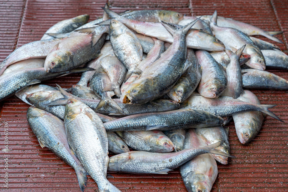 Obraz premium Hilsa fish, scientifically known as Tenualosa ilisha, is a prized fish in South Asia, particularly in Bangladesh and West Bengal, India. Pile of Freshly Caught Fish at a Market. 