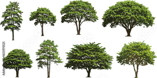 Realistic green trees set isolated on white background, perfect for landscape design, nature scenes, urban planning, architectural projects