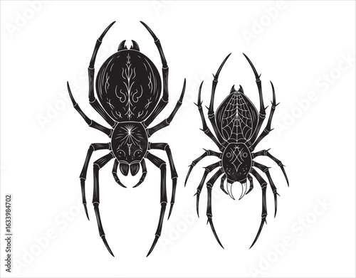 A close-up vector illustration of two big, creepy black spiders on a white background, known to be poisonous. This hand-drawn design features elements of witchcraft and voodoo magic,
