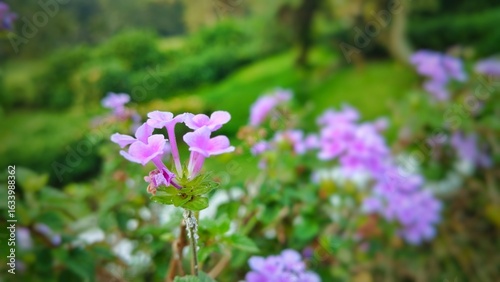 Beautiful purple Lantana flower blooming in a garden with a blurred green background, captured in natural daylight with soft bokeh effect.